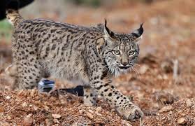 Reintrodução do Lince Ibérico tem crescido exponencialmente