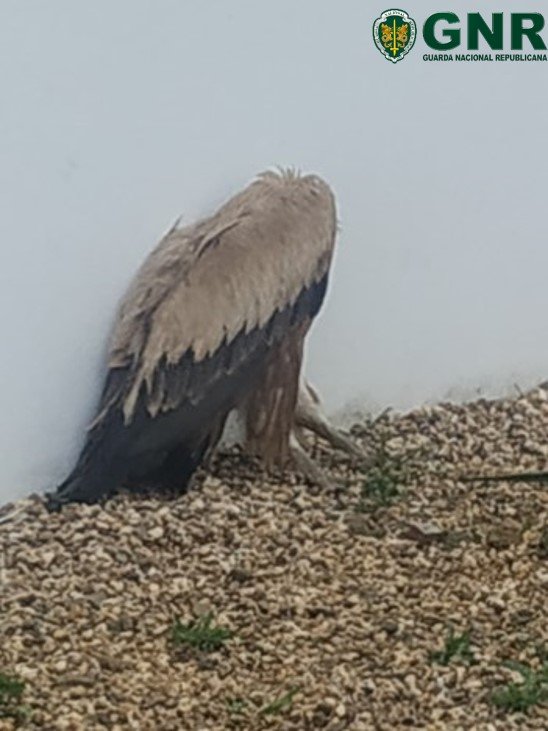 GNR de Beja recupera Grifo