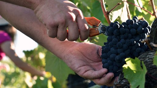 IMAGEM - VINHOS