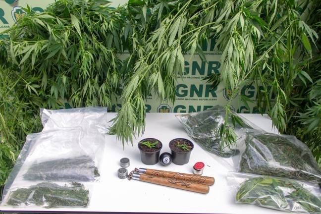 cannabis cannabis