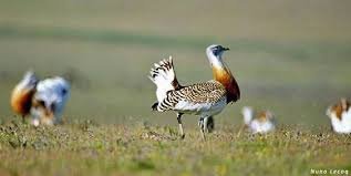 TERCEIRO ANIVERSÁRIO DA RESERVA DA BIOSFERA CASTRO VERDE APRESENTA NOVOS PRODUTOS E PROJETOS