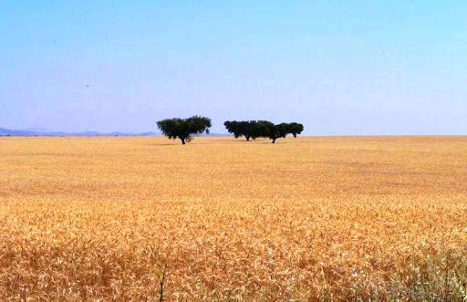 Alentejo com maior taxa de incidência e de letalidade de COVID-19