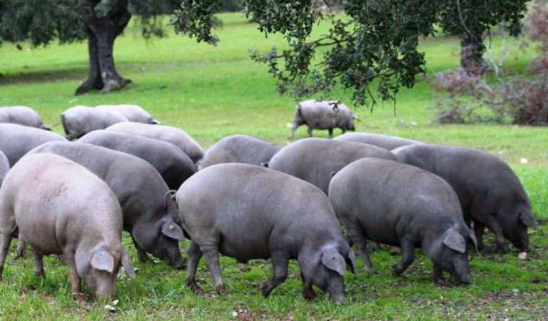“A Pecuária Extensiva está numa situação dramática” lamenta Nuno Faustino