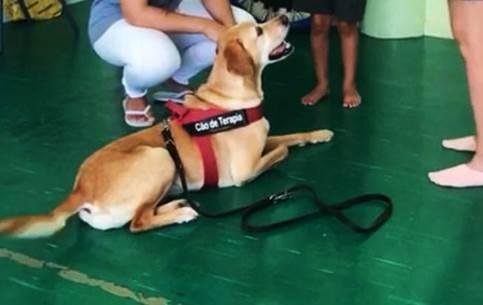 Projecto de Intervenções Assistidas para animais “MIND THE DOG” foi criado em Castro Verde