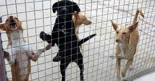 Alentejo vai dispor de 3 milhões de investimento em Centros de Recolha Oficial de Animais