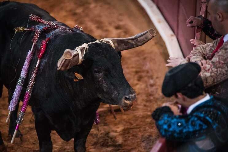 Touradas passam a ser para maiores de 16 anos
