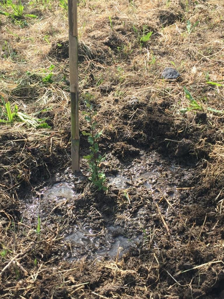 Câmara de Ferreira do Alentejo planta 40 novas árvores esta segunda-feira