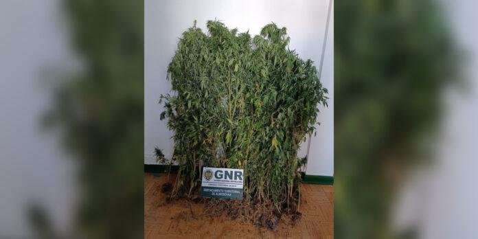 Almodôvar: GNR apreende 113 pés de canábis e detém suspeito do cultivo