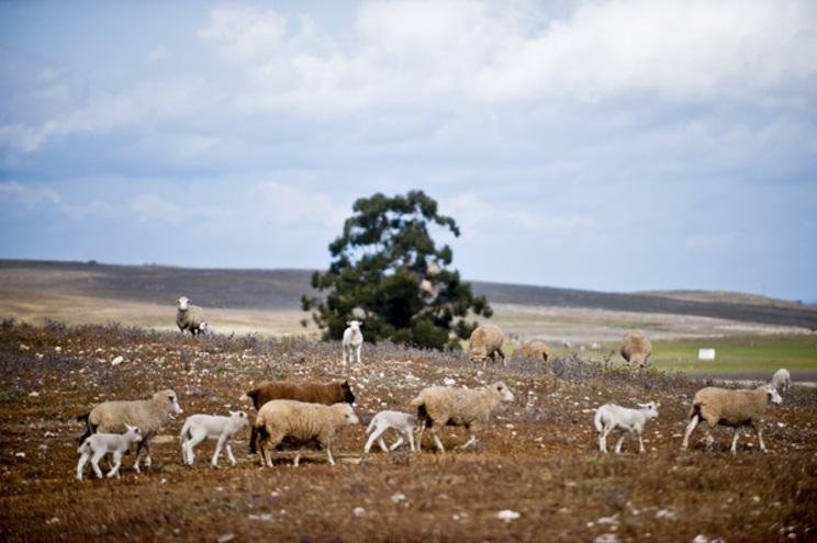 “O ministério da Agricultura não pode encolher os ombros à seca” afirma Nuno Faustino