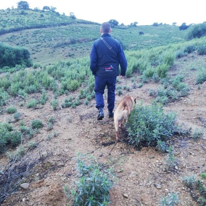Almodôvar: GNR e Bombeiros procuram idosa de 74 anos desaparecida
