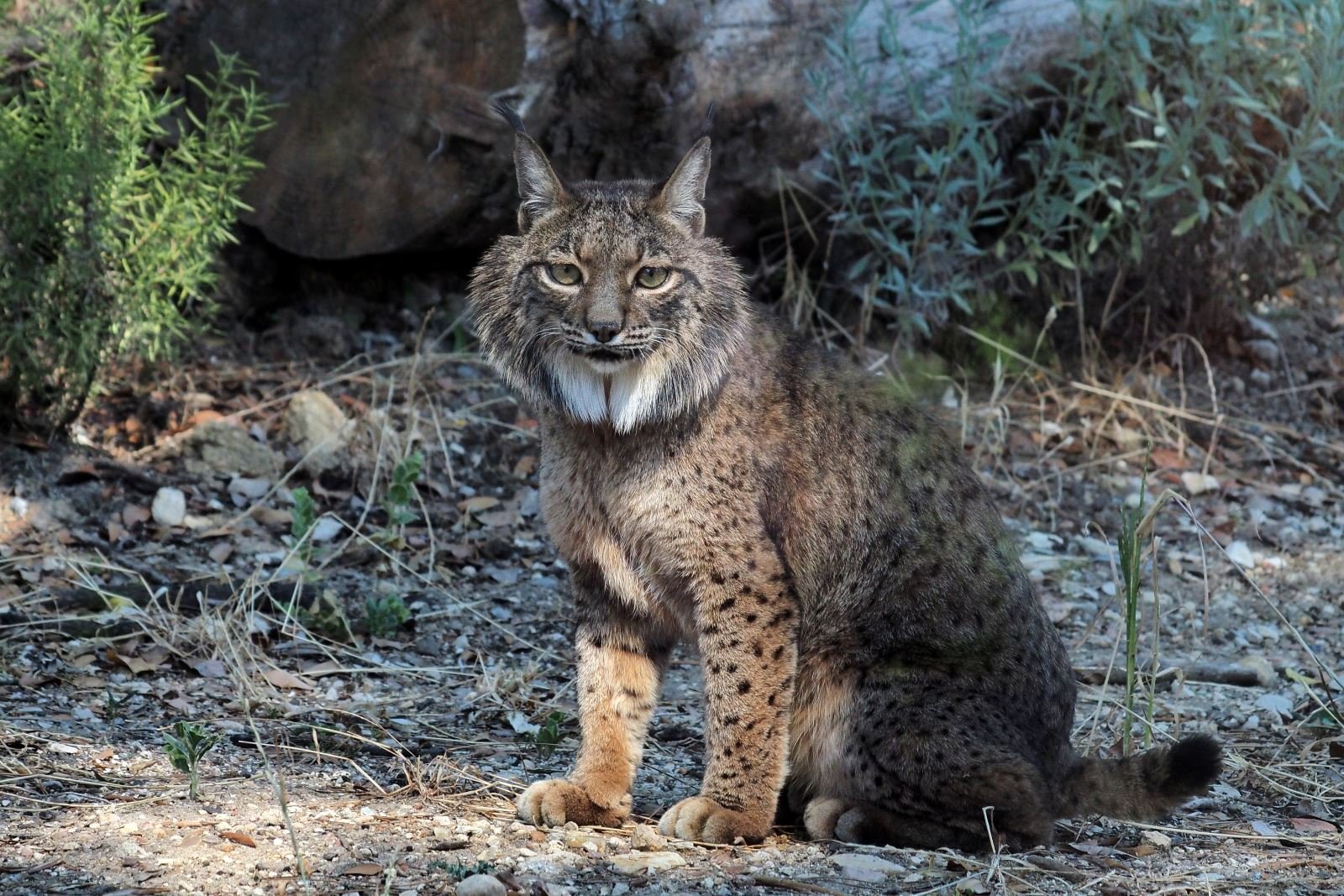 OVIBEJA distingue conservação do Lince-Ibérico no Baixo Alentejo