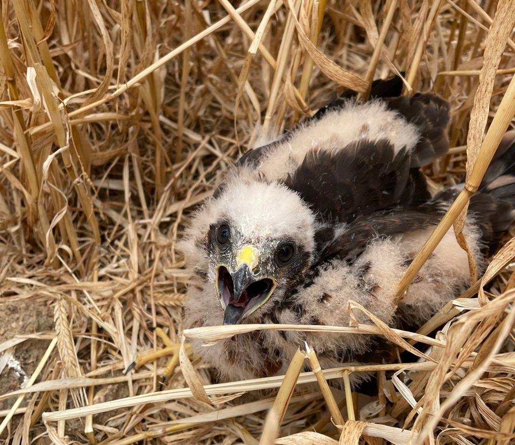 “Processo de reprodução de aves é muito afetado pelas alterações climáticas” diz a LPN