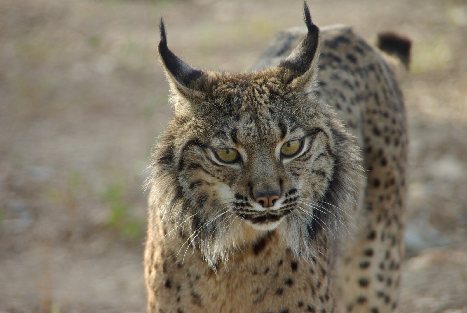 Exposição “O Lince na Península – Conectar Territórios e Consolidar Populações” pode ser apreciada em Lisboa a partir de hoje