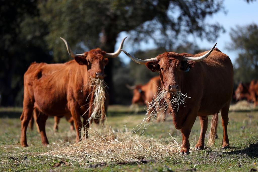 “Faltam alimentos e água para os animais e apoios do Governo” lamenta Nuno Faustino