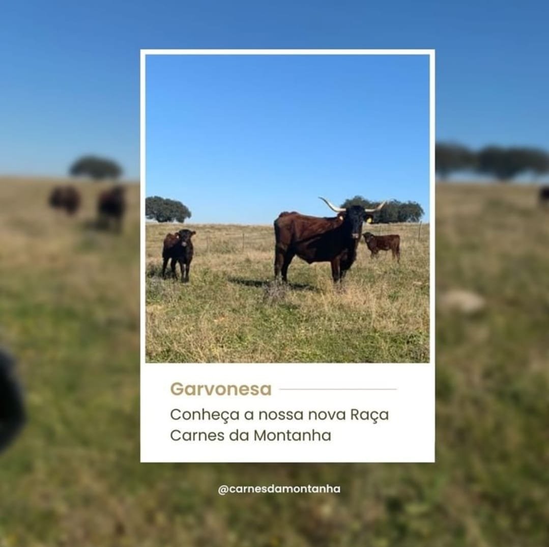 Vaca Garvonesa de Ourique da extinção à comercialização
