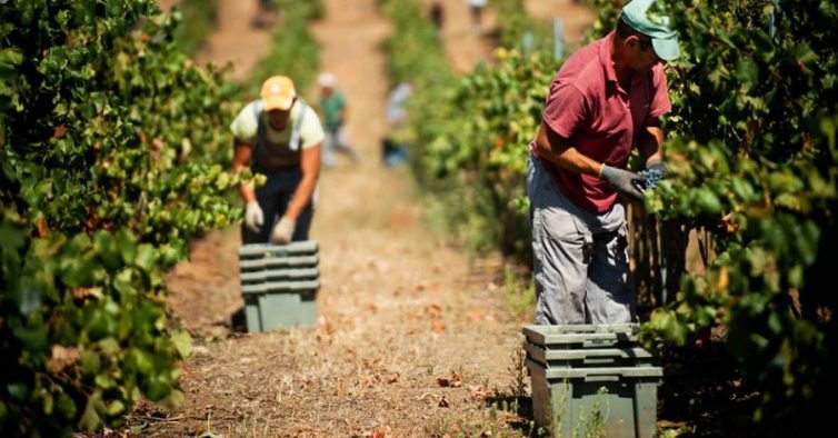Alentejo: Campanha de vindimas 2023 com aumento de 5 a 10 por cento
