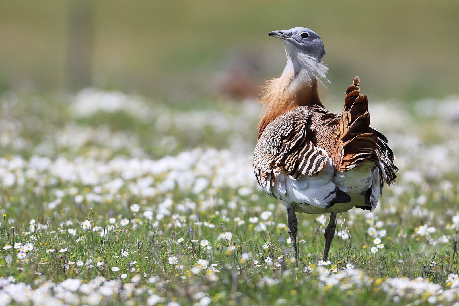 Reserva da Biosfera de Castro Verde marca presença no seminário final do projeto “Reservas da Biosfera: Territórios Sustentáveis, Comunidades Resilientes”