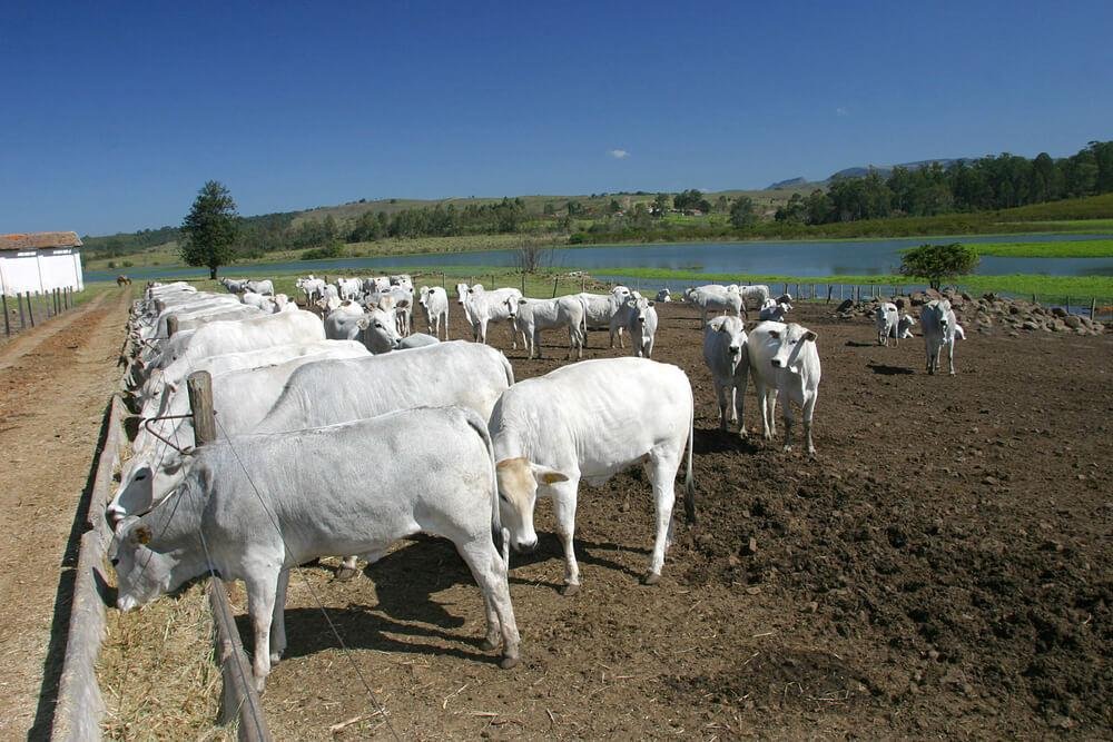 “O Ministério da Agricultura é inoperante” afirma a ACPA