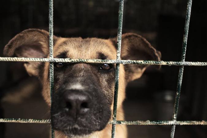 GNR deteta 50 infrações em fiscalização ao bem-estar animal