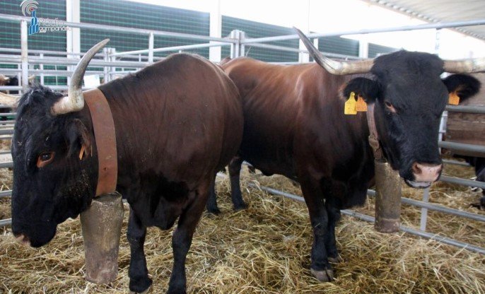 Feira de Garvão começa esta sexta-feira e prolonga-se ate domingo