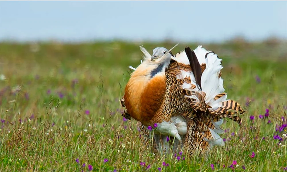 LPN aguarda para saber “o que ditará” o bom ano agrícola ao nível da reprodução das aves estepárias