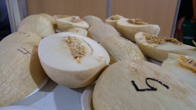 Feira do Melão prossegue hoje em Figueira dos Cavaleiros