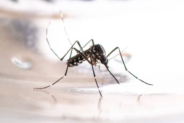 Mosquito invasor Aedes albopictus foi identificado em Serpa – ULSBA está a monitorizar a situação