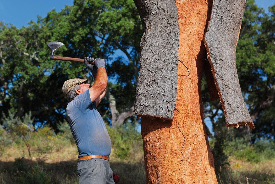 “O país rebentou com a mão de obra agrícola” lamenta a CNA