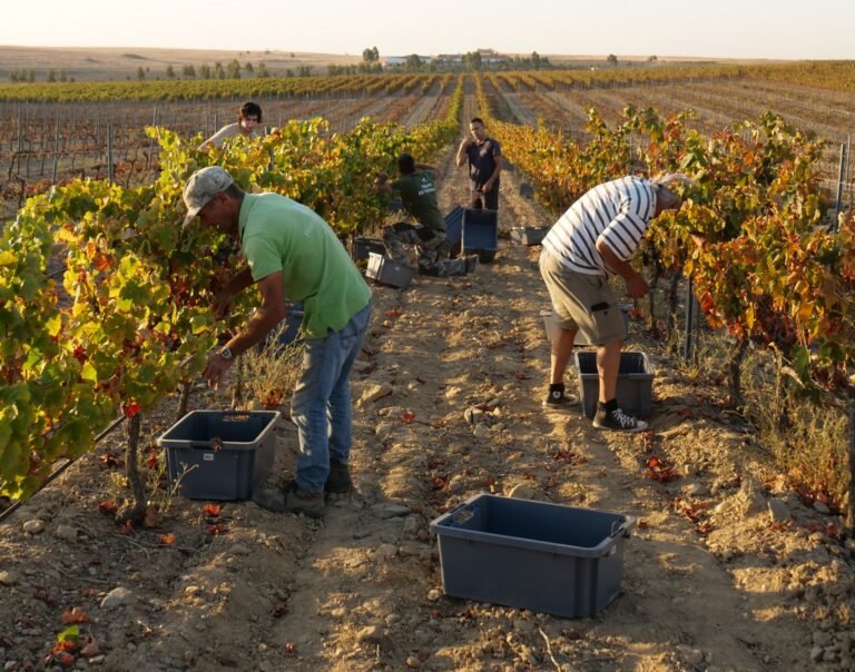 Viticultores do Douro reúnem-se em plenário para discutir crise no setor
