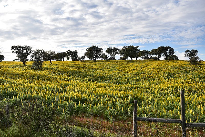 Aberto aviso para Medidas de Apoio às Alterações Climáticas no Alentejo