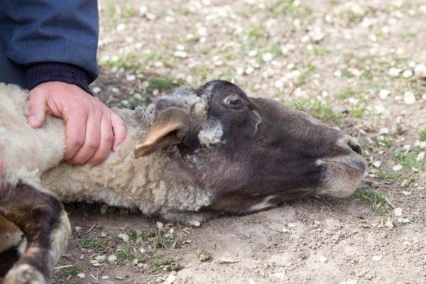 O governo vai anunciar apoios aos agricultores afetados pelo surto da língua azul
