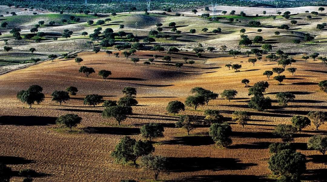 “Os jovens agricultores precisam de outros estímulos para se fixarem no sector” revela o presidente da ACOS