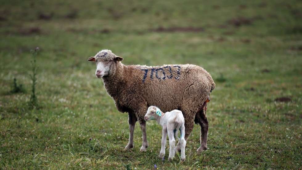 Direção de Serviços de Alimentação e Veterinária emite Esclarecimento sobre vacinação voluntária contra a Língua Azul