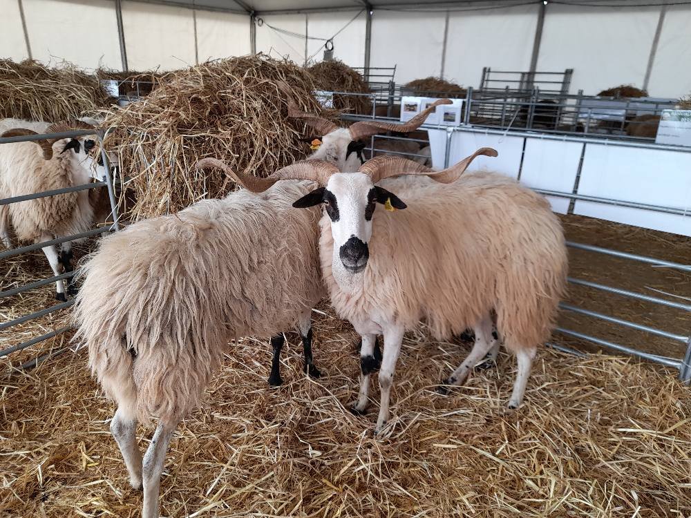 Os apoios agroambientais são fundamentais para os agricultores do Campo Branco