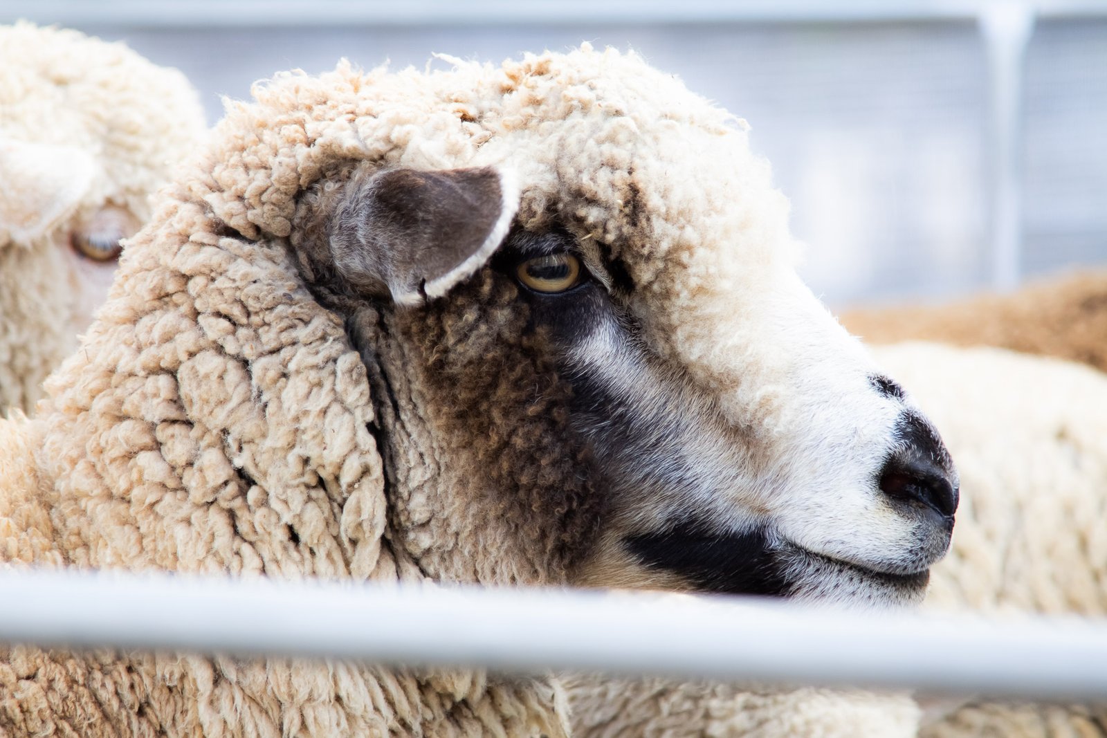 6º Festival Sabores do Borrego “celebra a confraternização entre os castrenses” diz António José Brito