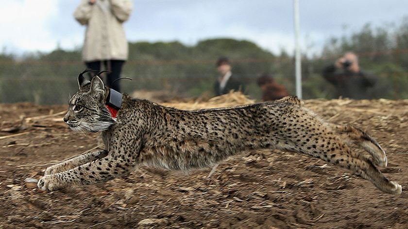 A Reserva da Biosfera de Castro Verde e o Lince Ibérico são projetos “intocáveis” diz a ADPM