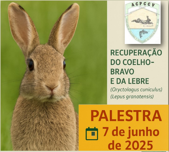 Castro Verde recebe hoje palestra sobre recuperação do coelho-bravo e da lebre