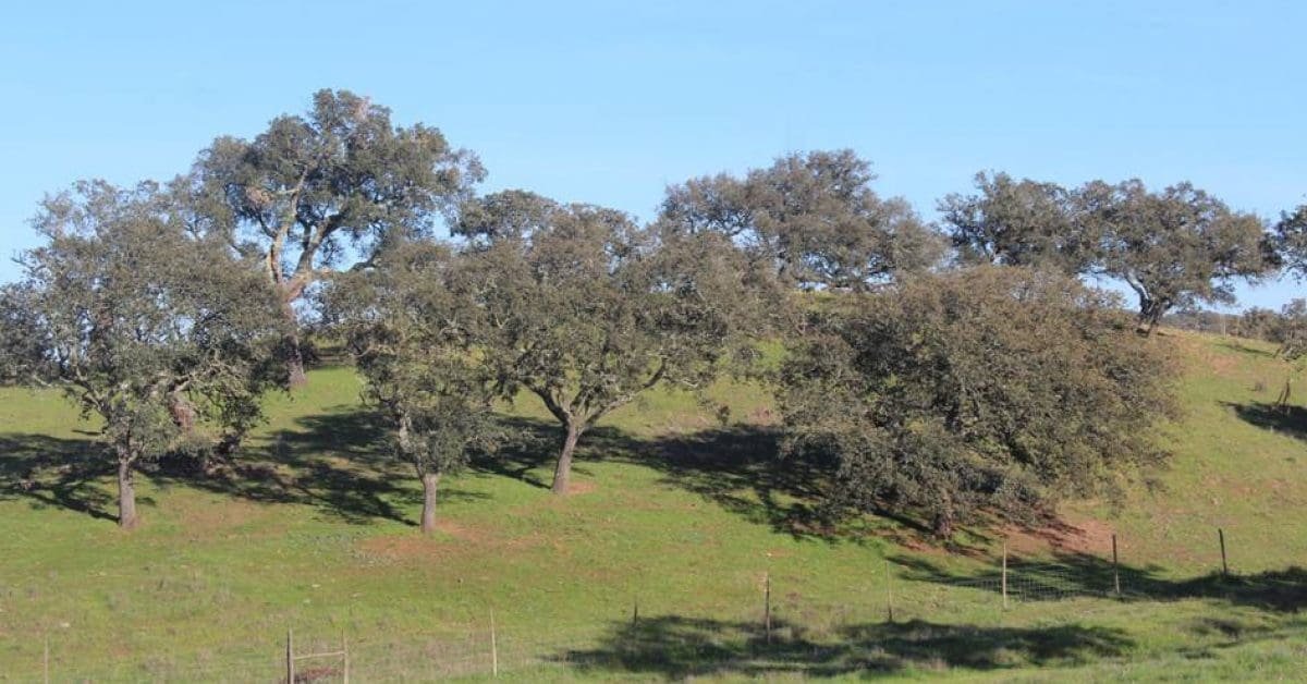 Boliden Somincor autorizada a abater mais de 280 azinheiras para implantar central solar