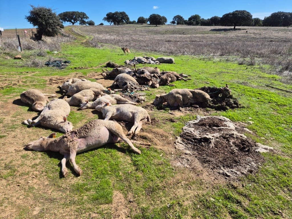 Deputado Pedro do Carmo defende “muita articulação” no combate ao vírus da Língua Azul