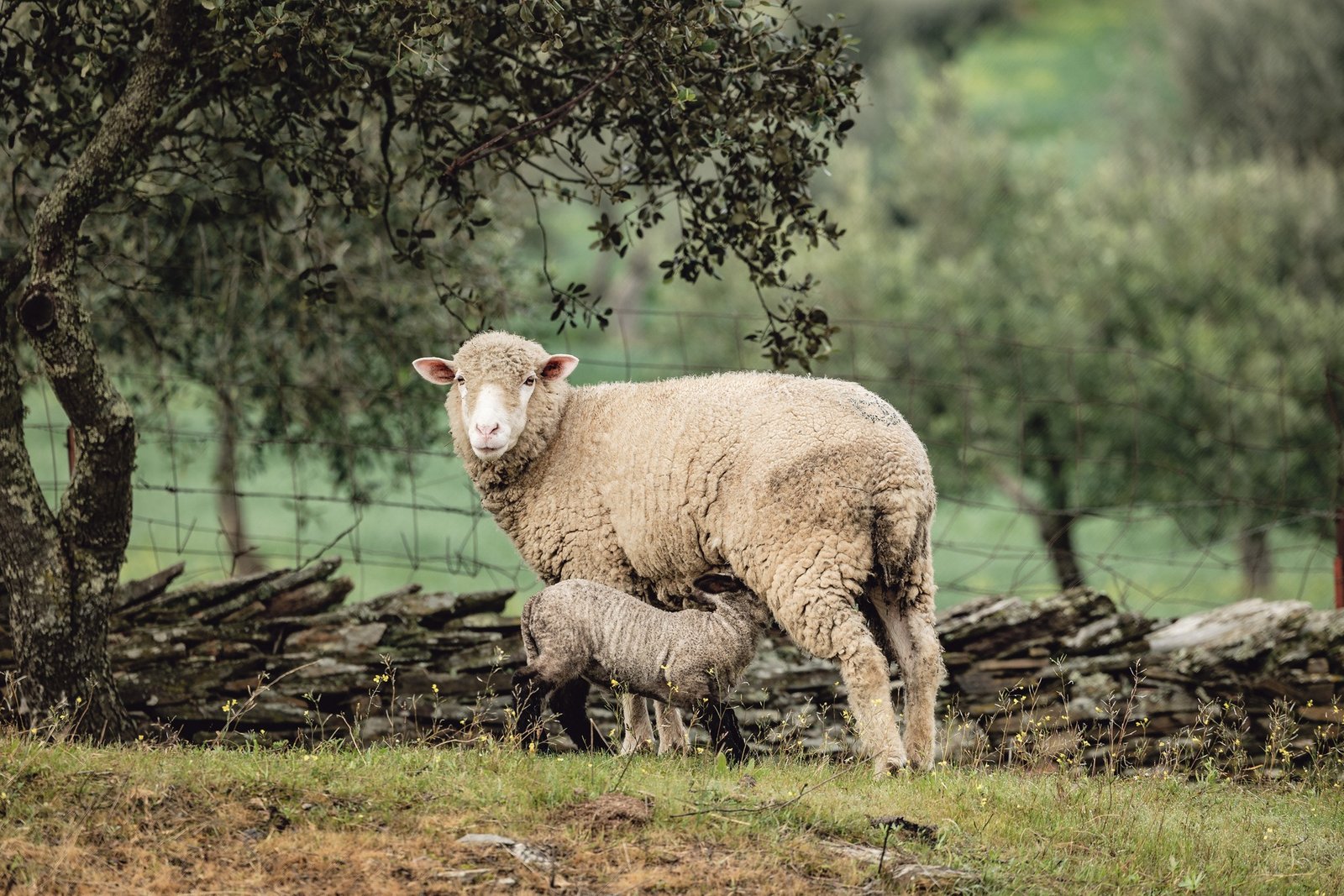 Apesar da boa taxa de vacinação o vírus da língua Azul está a “atormentar” os produtores do Campo Branco