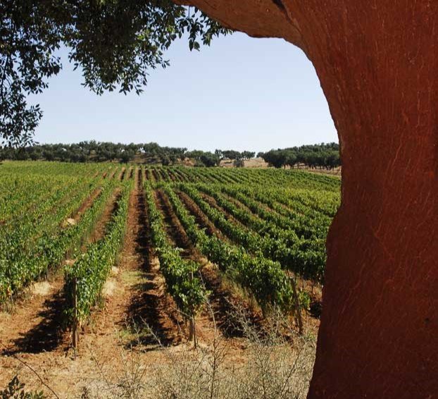 “O Alentejo não pode ser só paisagem e natureza” diz a DRA do PCP