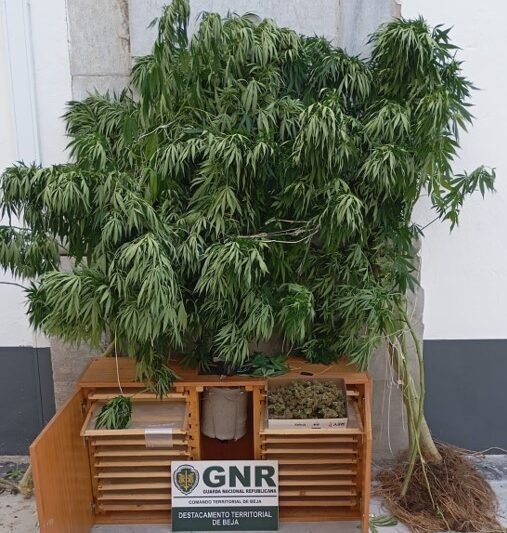 Alvito: GNR deteve homem de 40 anos por cultivo de Canábis