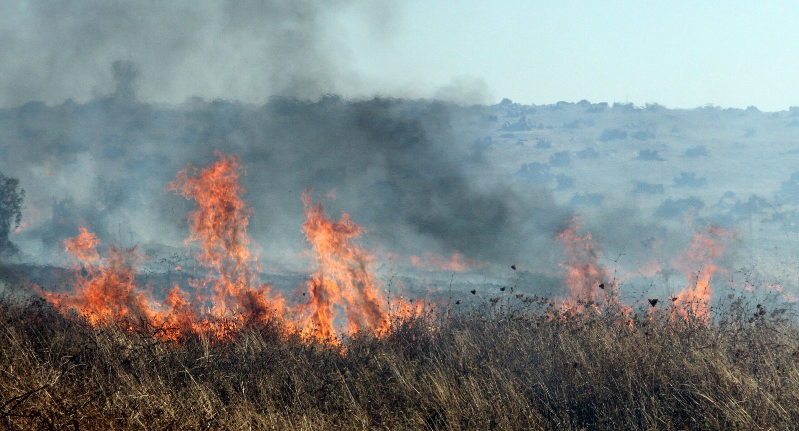Incêndio mobiliza 40 operacionais e 4 meios aéreos em Santana da Serra