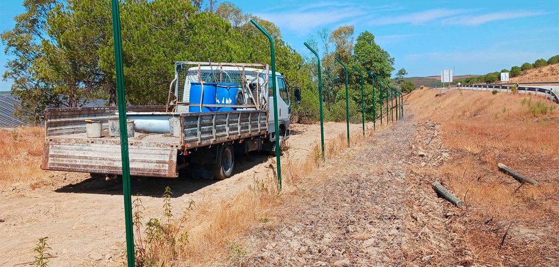 IP reforça segurança em estradas do Sul para proteger o Lince-Ibérico