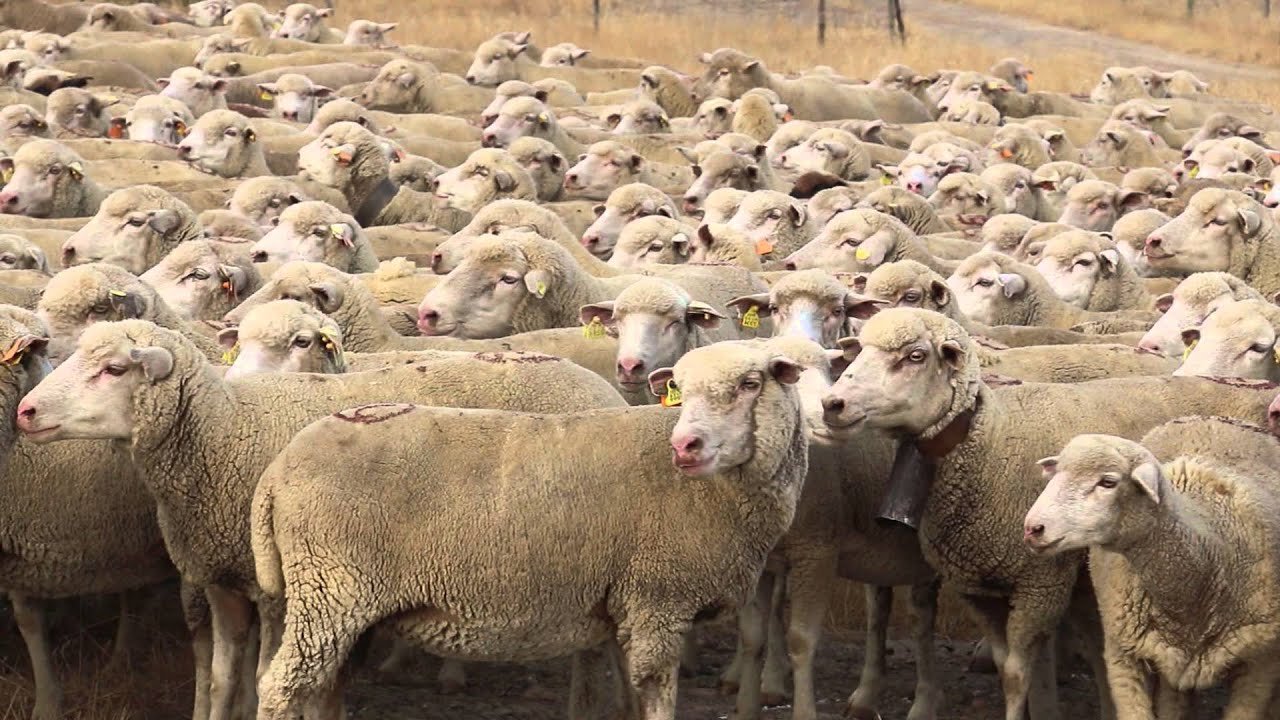 “As alterações climáticas são o maior inimigo da agricultura” afirma Hélder Alves