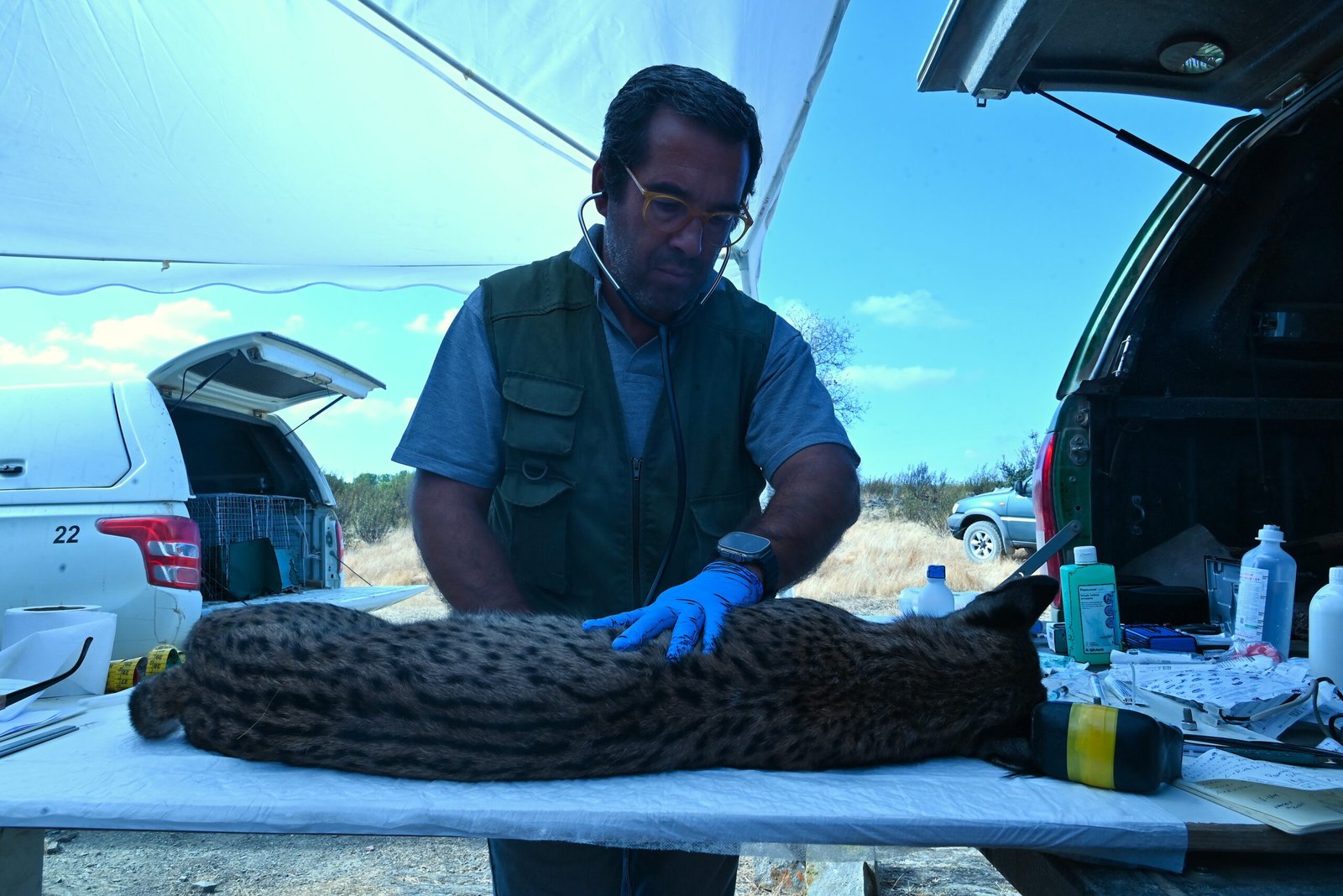 Campanha de monitorização do lince-ibérico alcança “número recorde” de capturas