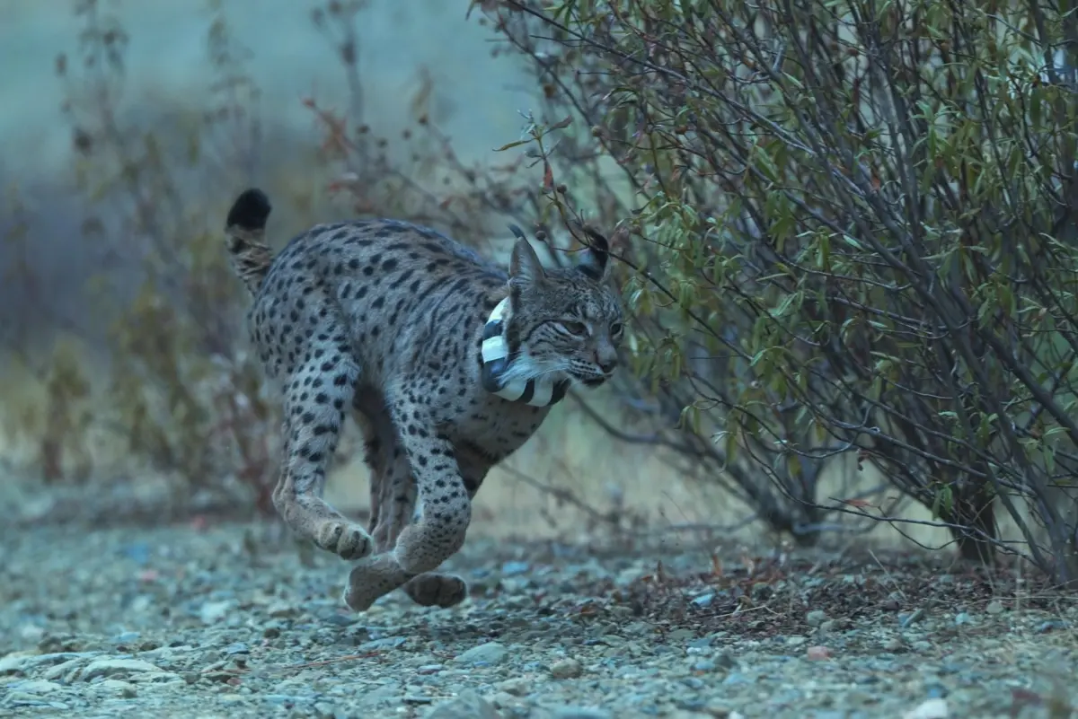 O ICNF admite “a possibilidade de inseminação artificial” para acelerar a reprodução do lince ibérico
