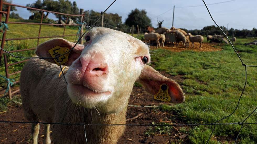 Pedro do Carmo questionou o Ministro da Agricultura sobre os atrasos nos pagamentos dos prejuízos provocados pela língua azul