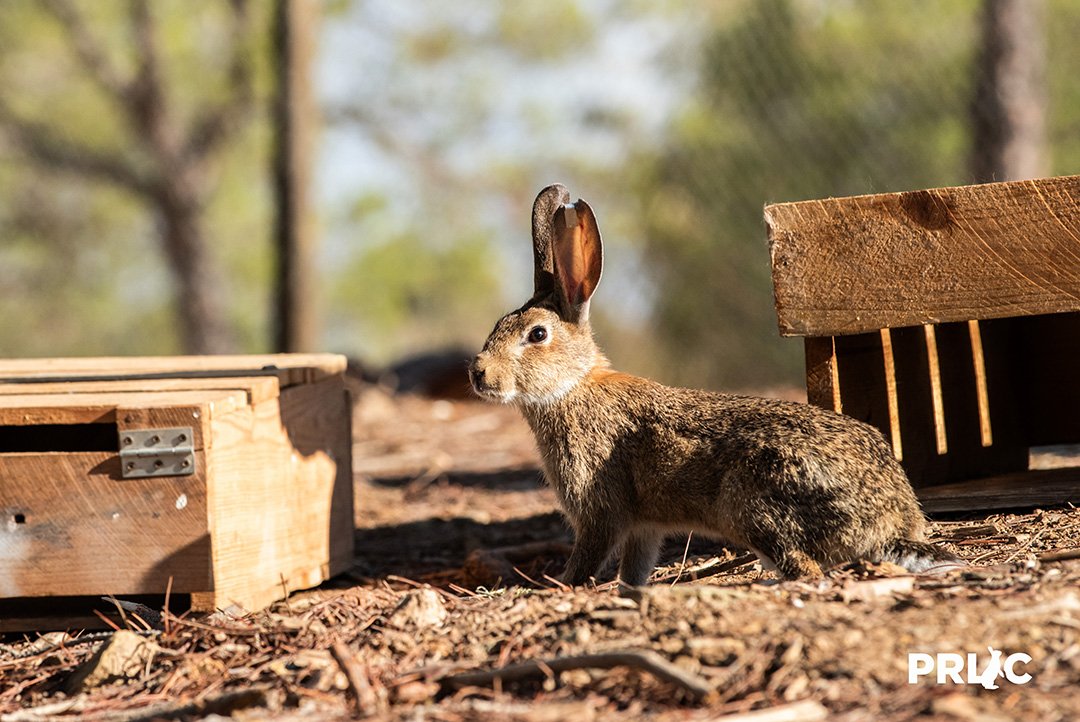 Câmara de Mértola vai “exigir” que o Ministério da Agricultura pague o projeto PRLIC