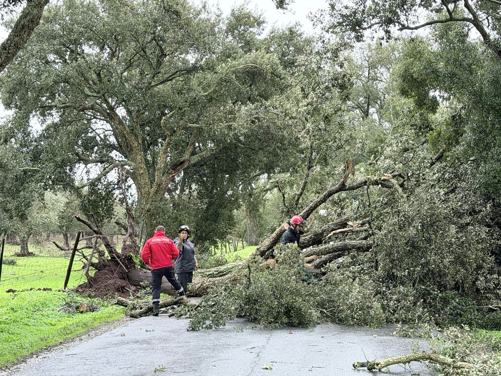 Queda de árvore corta trânsito na EN257 entre Alvito e Viana do Alentejo